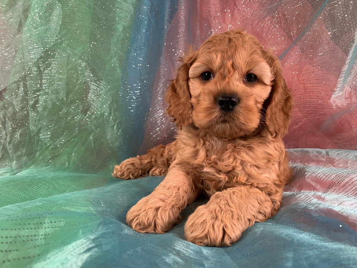Buff Cockapoo Puppy for Sale DOB 10-25-2021 $1200